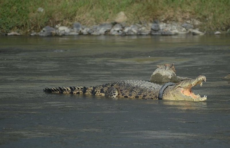 В Индонезии крокодил живёт с ошейником из речного мусора