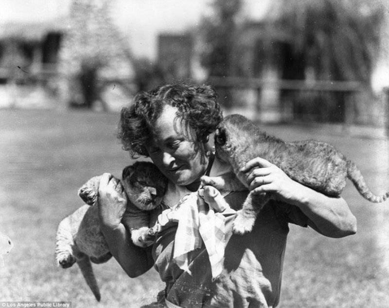 Знаменитая "голливудская львиная ферма": архивные фотографии 1925 - 1942 гг