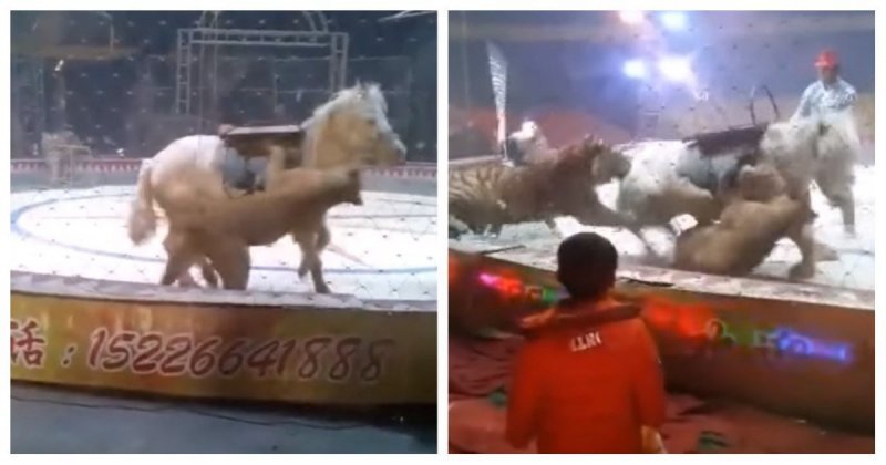 Тигр и лев напали на лошадь в китайском цирке