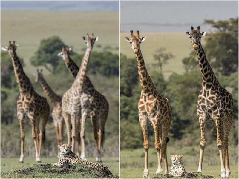 Гепард отдыхает среди жирафов
