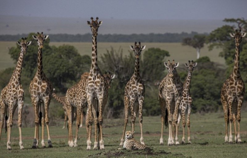 Гепард отдыхает среди жирафов
