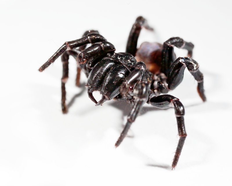 Ученые помогли родиться самым опасным паукам Австралии