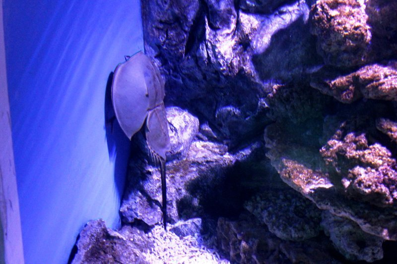 Приморский океанариум