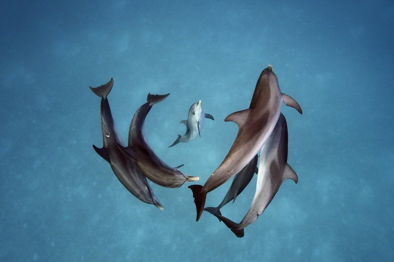 Подводный мир на снимках Брайана Скерри животные, красота, прикол