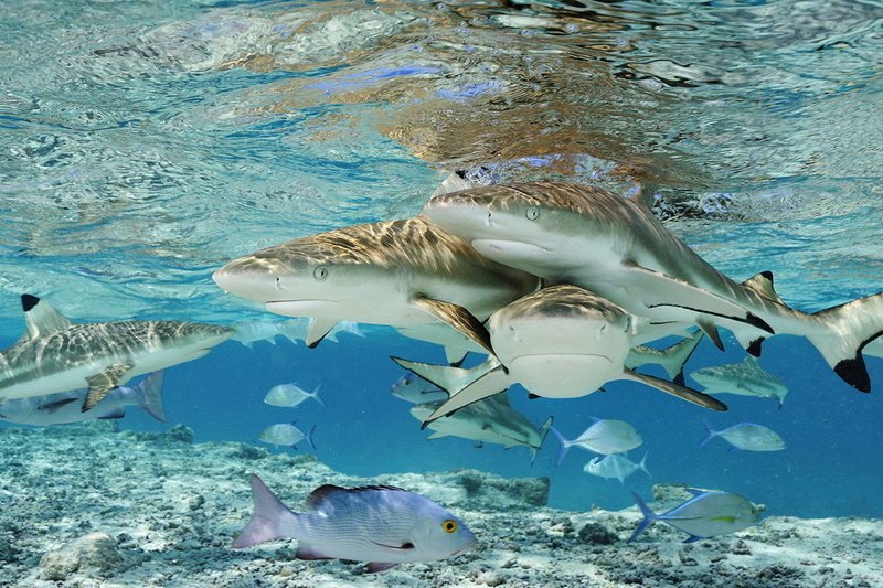 Подводный мир на снимках Брайана Скерри животные, красота, прикол