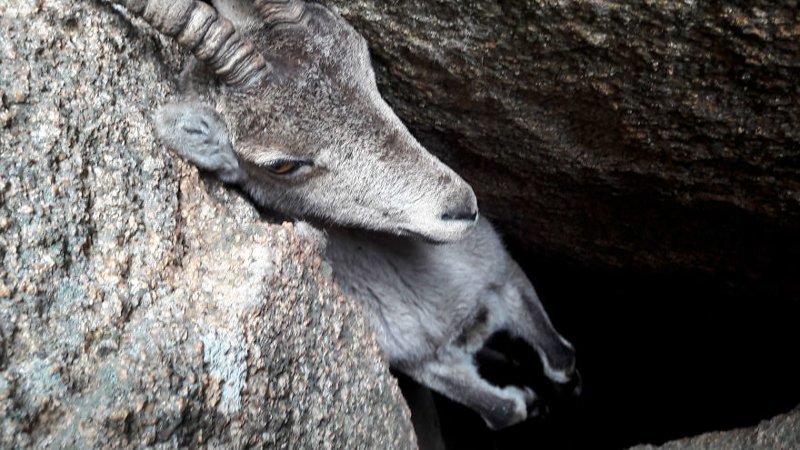 Туристы спасают горного козла, застрявшего в камнях