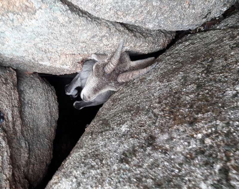 Туристы спасают горного козла, застрявшего в камнях