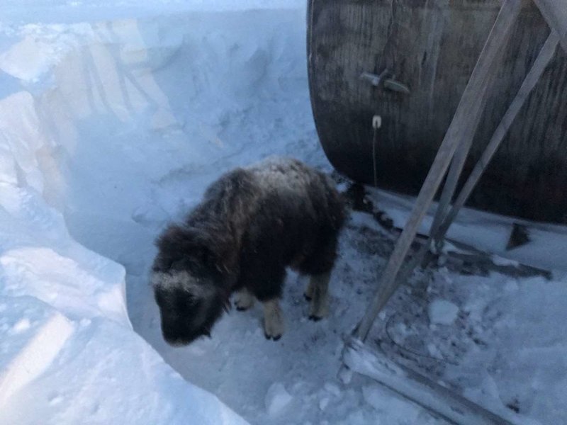На чукотке телёнок овцебыка заблудился в полярной ночи!