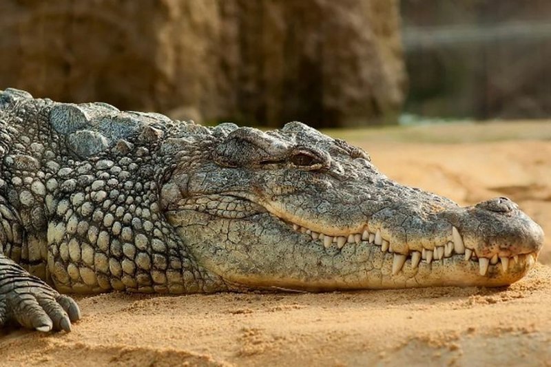 В доме реконструктора в Петергофе нашли двухметрового нильского крокодила