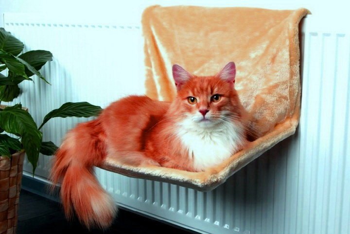 Лежак для кошки и кота: как изготовить или сшить, из старых вещей, из подручных материалов