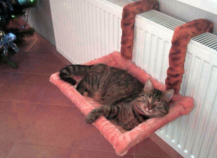 Лежанка для кошки своими руками из подушки