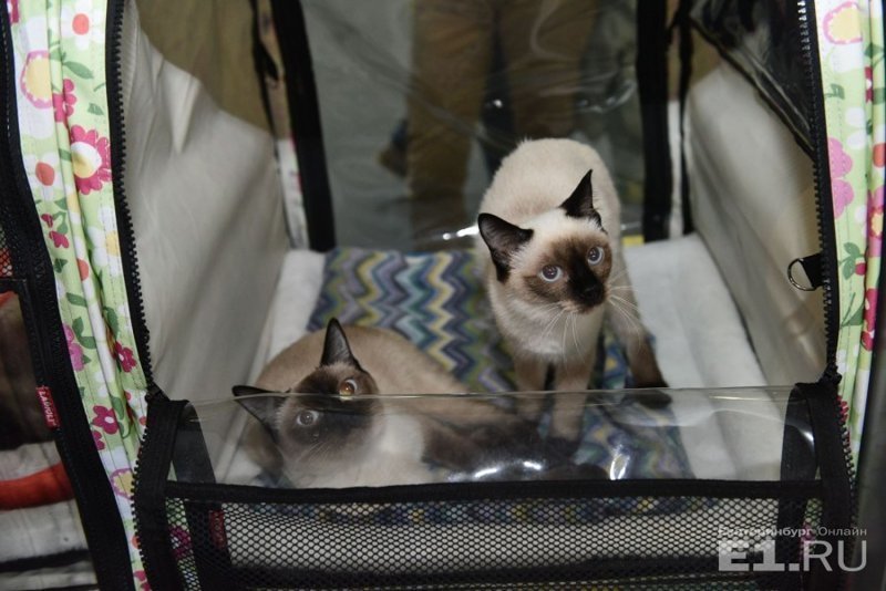 Фоторепортаж с праздничной выставки кошек в Екатеринбурге