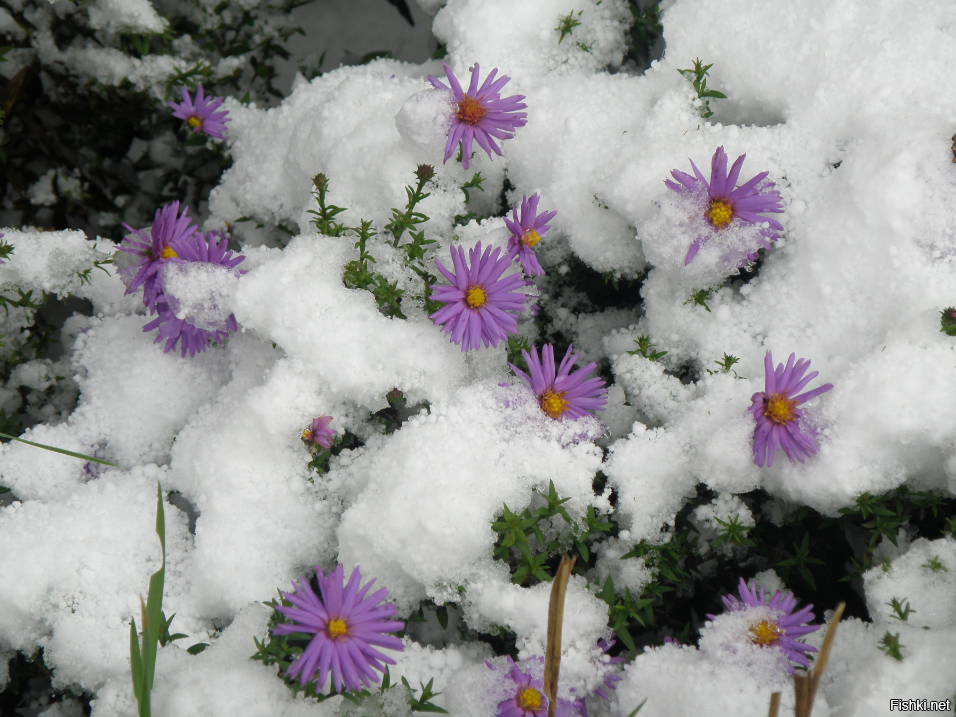 Цветы которые растут зимой. Выпал снег. Ноябринки в снегу. Выпавший снег. Ноябре выпадет снег