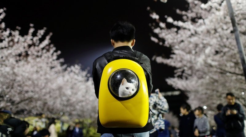 Мужчина с кошкой в рюкзаке и сакура около университета Тунцзи в китайском Шанхае, апрель 2017 года