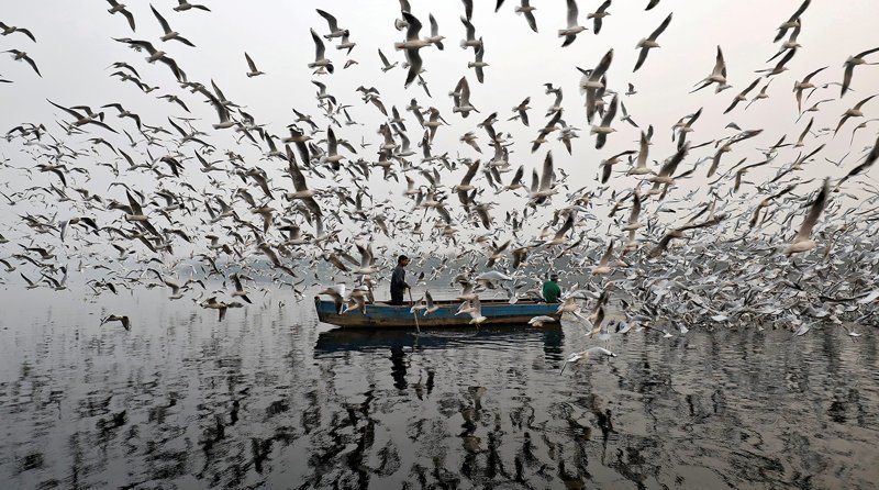 Лодка и чайки на реке Джамна в Нью-Дели, ноябрь 2017 года