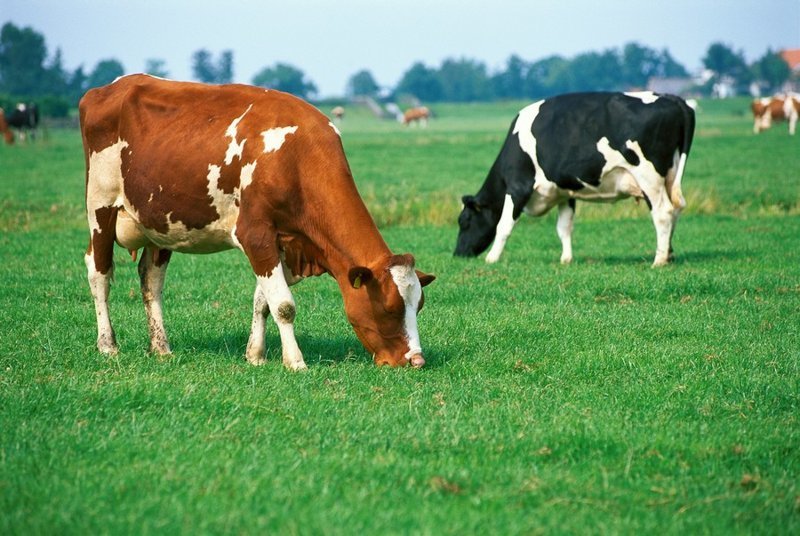 Коровы во время еды всегда поворачиваются на север или на юг