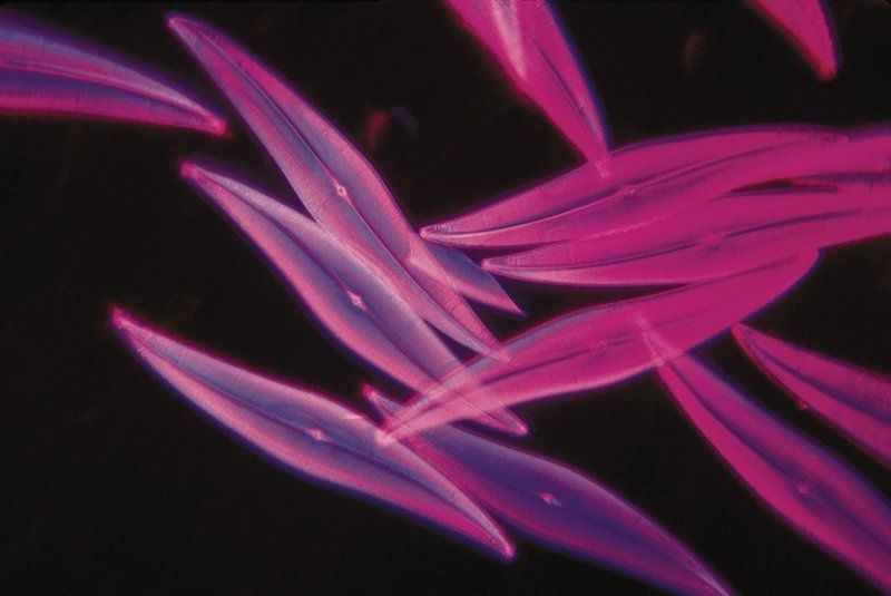 Парадокс фитопланктона