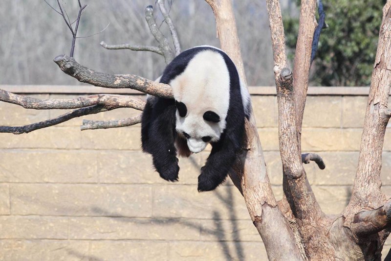 Панда Ли Ли принимает солнечную ванну в китайском зоопарке