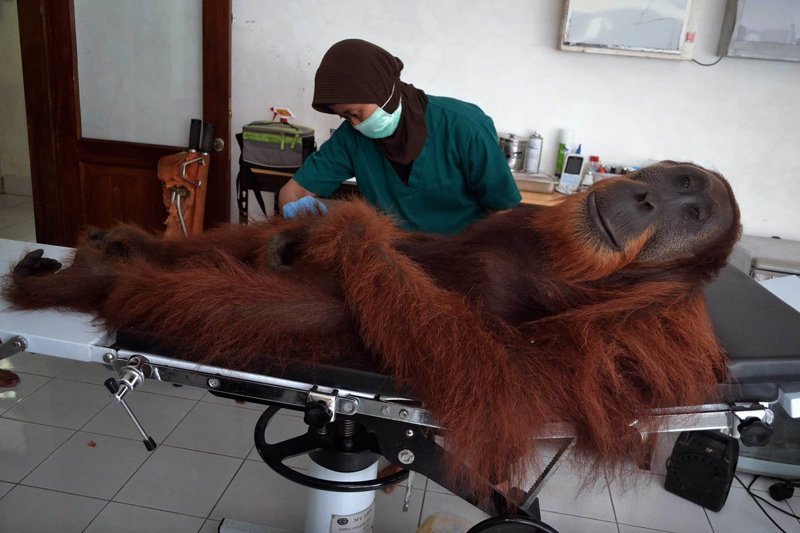 Медик осматривает орангутана, получившего огневое ранение в Индонезии