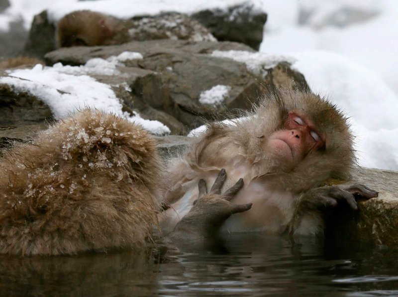 Японский макак наслаждается в теплом горном источнике (19 января)