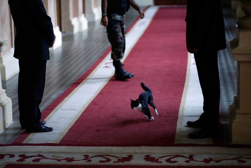 Кошка появляется в доме правительства Парагвая во время ожидания высокопоставленного гостя 