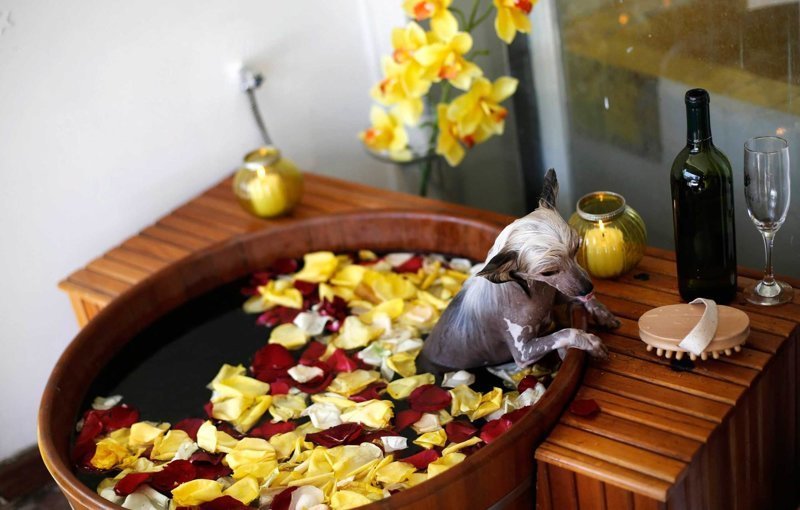 Китайская хохлатая собака принимает ванну в салоне для животных в Сан-Паулу