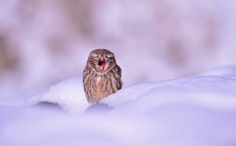 Маленькая сова зевает на снегу. Город Ансон, Южная Корея