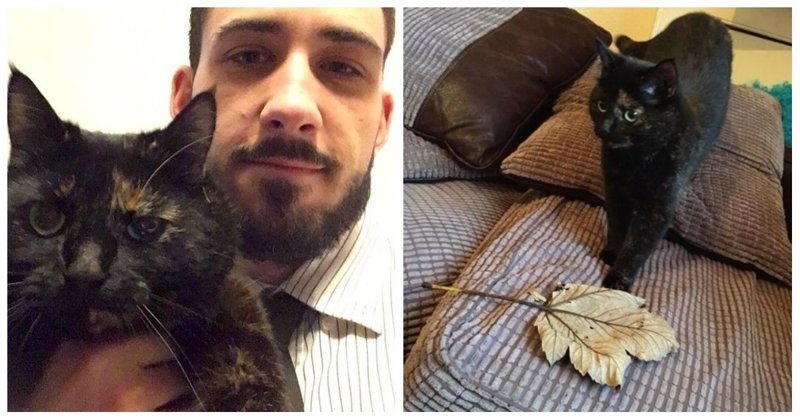 Трогательная история кошки, которая каждое утро приносит хозяину лист по необычной причине