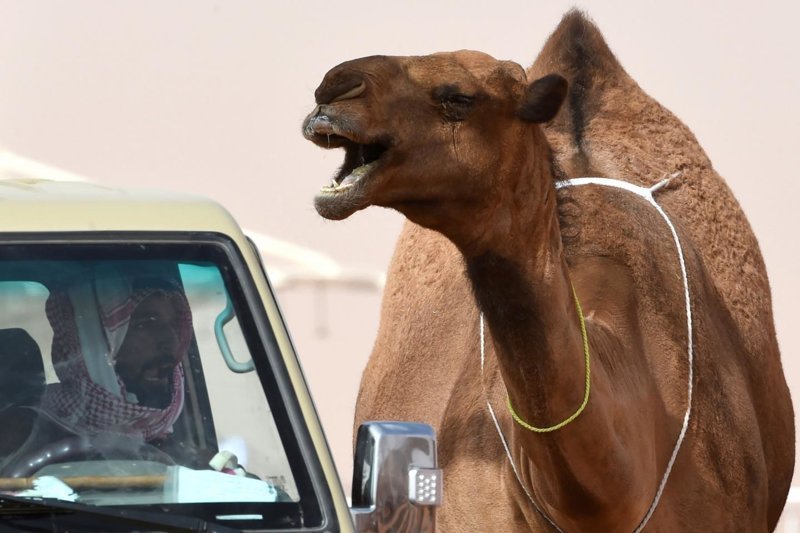 Верблюдов из-за ботокса дисквалифицировали на конкурсе красоты в Саудовской Аравии