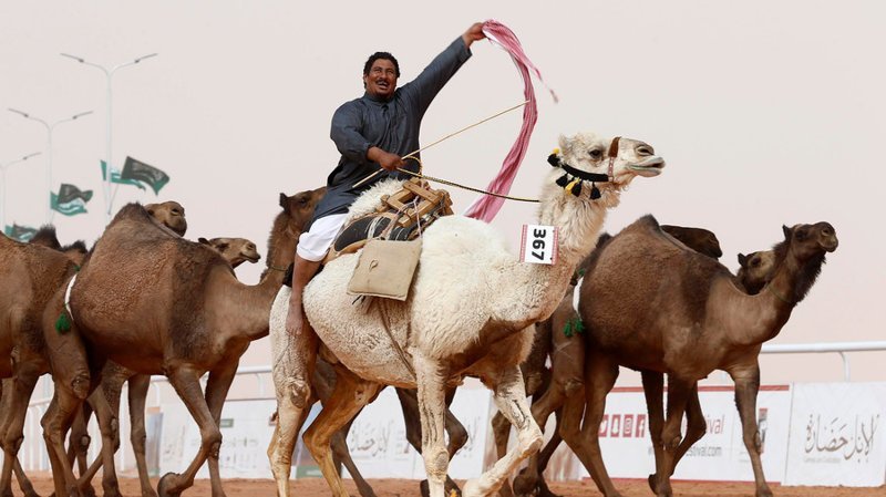 Верблюдов из-за ботокса дисквалифицировали на конкурсе красоты в Саудовской Аравии