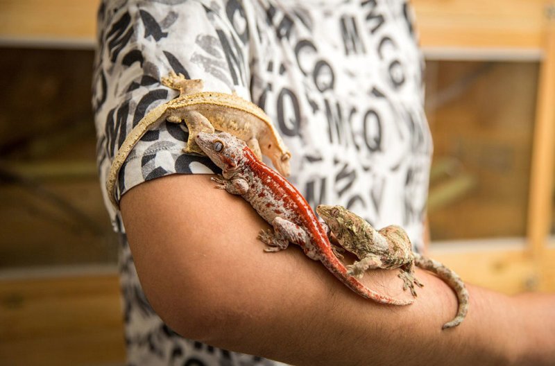 30-летний Ван Ке и три ящерицы из его питомника: малый новокаледонский, полосатый гребнистый и ушастый новокаледонский гекконы