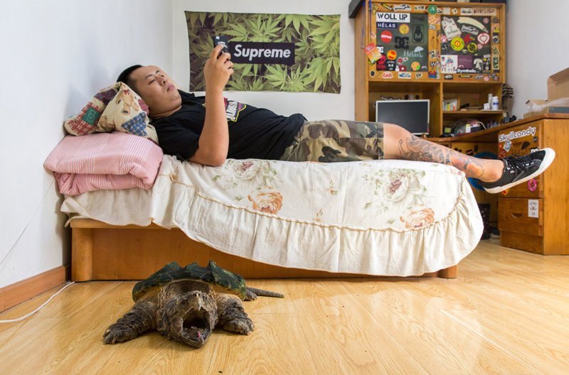 25-летний Лю Чжаобэй с грифовой черепахой. Вид, обитающий в юго-восточных штатах США, занесен в Красную книгу. Лю начал коллекционировать животных в детстве, и теперь у него более 30 различных лягушек, три аллигатора, множество змей и черепах