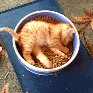 Кошачий рай выглядит именно так
