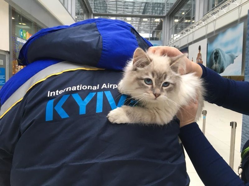 Девушка бросила в аэропорту котёнка, с которым её не пустили в самолёт
