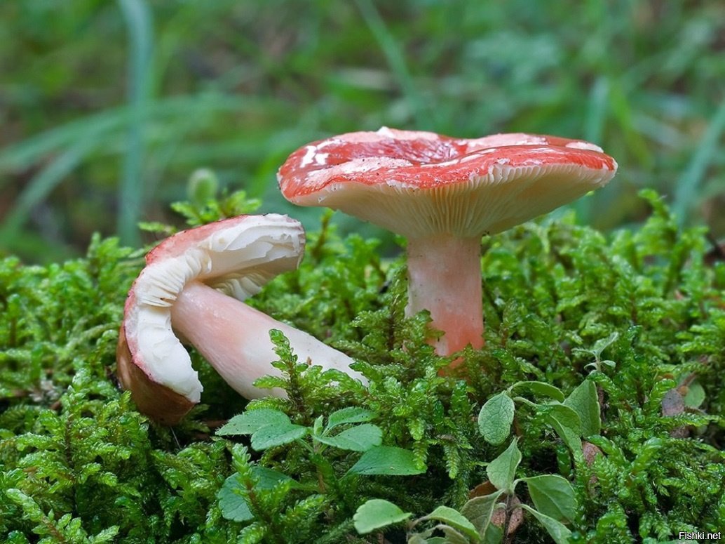 Есть гриб сыроежка. Сыроежка сардониксовая. Сыроежка съедобные грибы. Сыроежка Синявка. Красная сыроежка гриб.