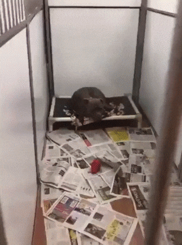 Забрали из приюта