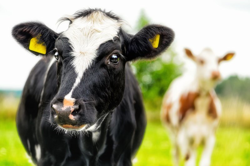 Билл Гейтс поможет создать идеальную корову