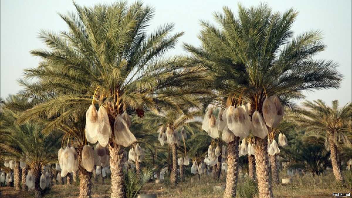 Египет Долина Нила банановые плантации финиковые пальмы