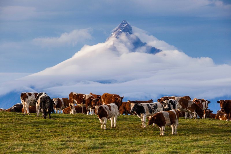 Пастбище коров в Чили