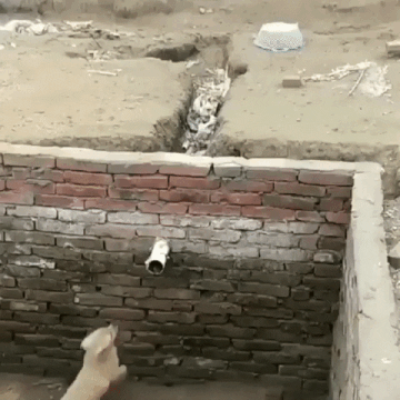 Стремление к свободе