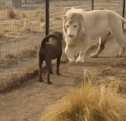 Целую вашу лапу