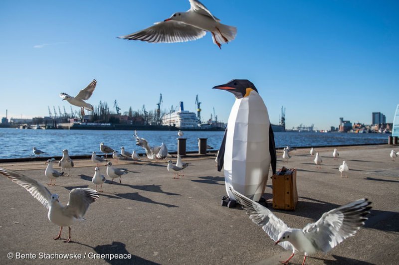 Бумажный пингвин путешествует по всему миру в поисках дома