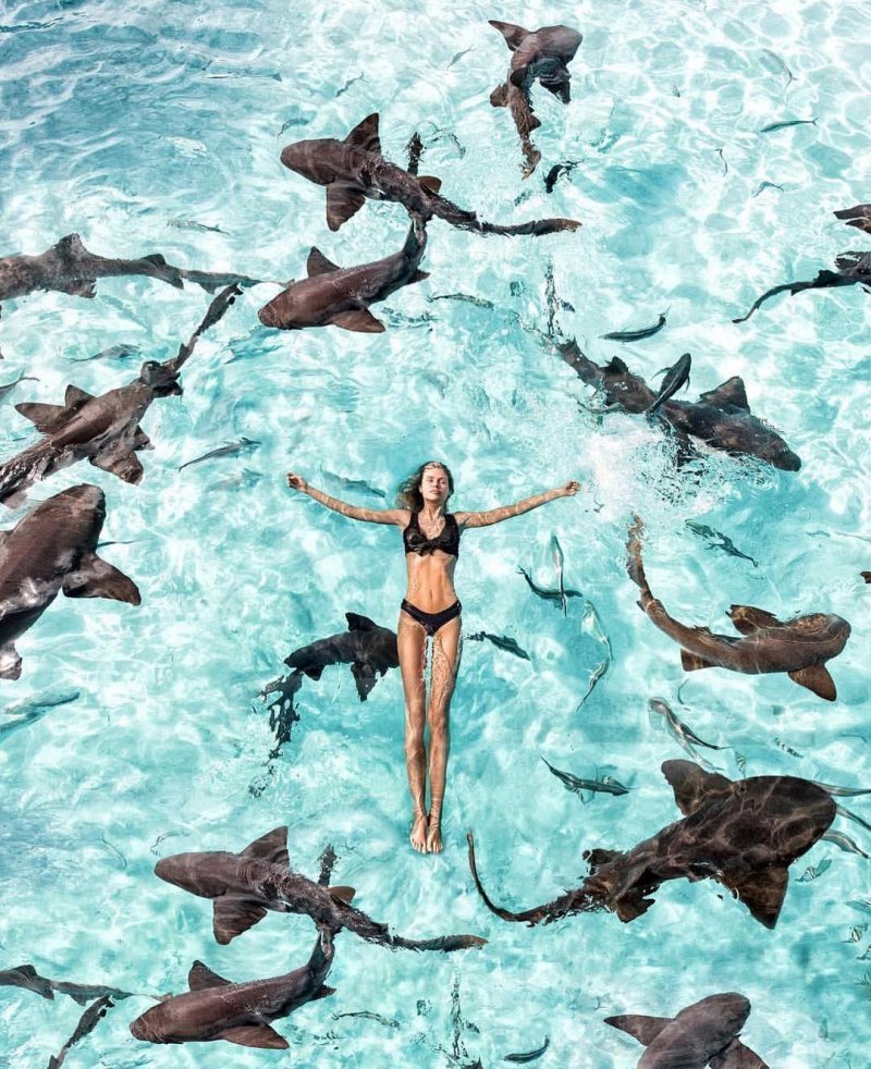 В окружении акул