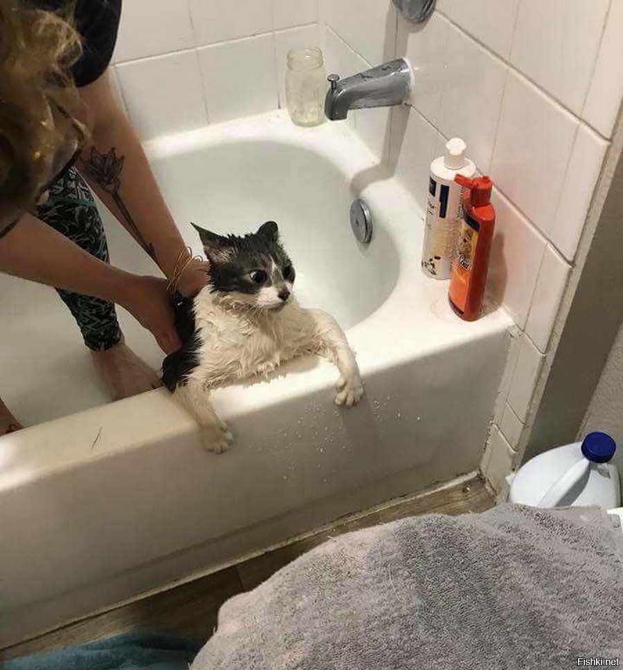Кота моют в ванне. Кот в ванной. Кошка в ванне. Кошка Ван. Катик в ванной.