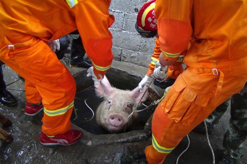 Спасают свинью, провалившуюся в колодец в Китае