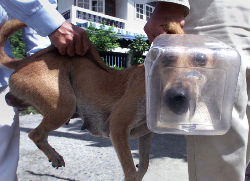 Любопытный пес залез головой в пластиковый контейнер в Бангкоке, Таиланд