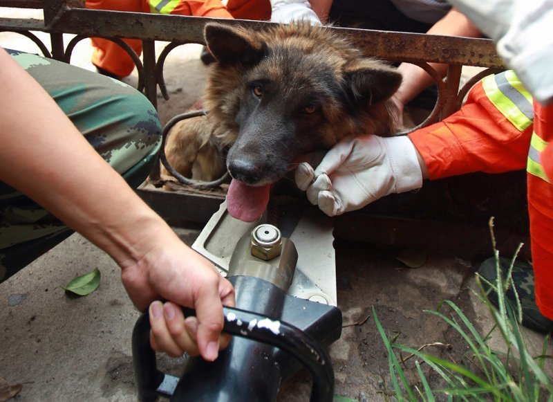 Пес застрял в заборе в провинция Хэнань, Китай