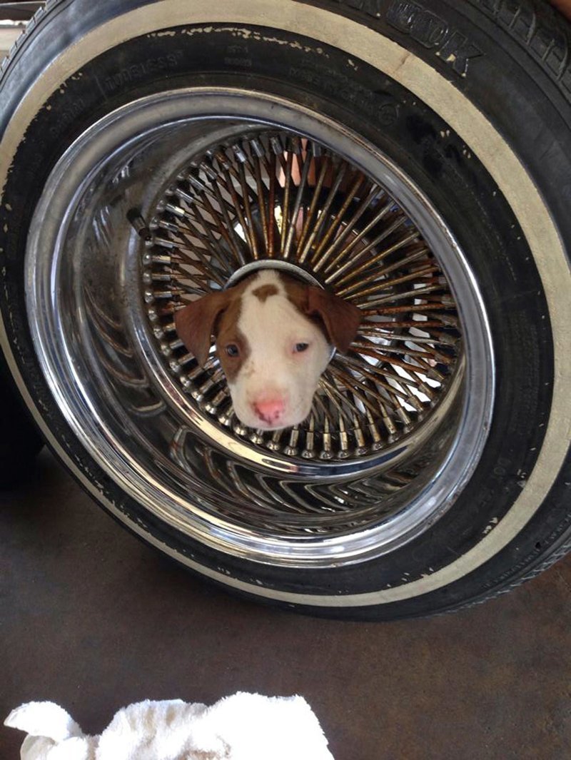 Щенок умудрился застрять в середине автомобильного колеса, Калифорния, 20 июня 2014. Пожарники вытащили его с помощью растительного масла