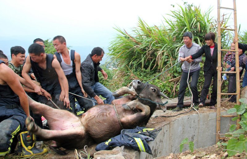 Спасение упавшего в колодец буйволенка, провинция Цзянсу, Китай