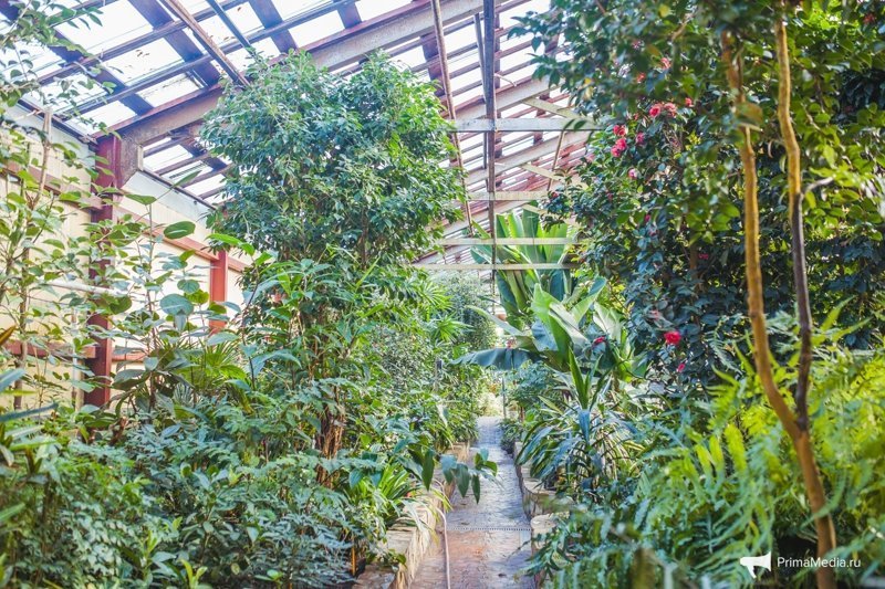 Тропики среди зимы: Ботанический сад Дальневосточного отделения Российской Академии Наук